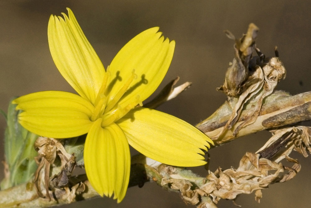 Lactuca viminea / Lattuga alata